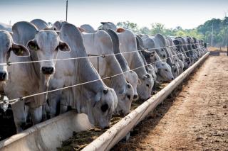 Confinamento ainda promete margens atrativas para 2026