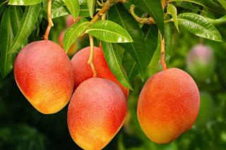 Embarque de manga cresceu mesmo com tarifaço