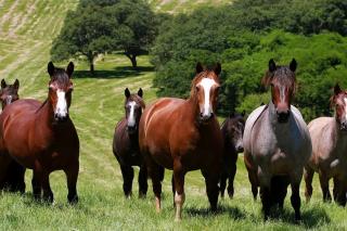 Cavalo Crioulo movimenta R$ 5,36 bilhões e emprega mais de 160 mil trabalhadores
