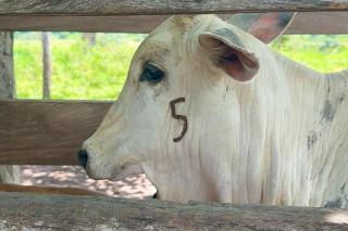 Prazo para vacinação contra brucelose termina no dia 31 de dezembro