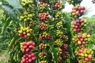 Governo de MT investe em ciência para fortalecer a produção de café na agricultura familiar