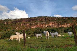 Mato Grosso fecha 2025 com 31,6 milhões de bovinos, aponta Indea
