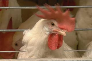 Caso de gripe aviária é confirmado em Cuiabá