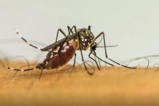 SES alerta população sobre importância da prevenção e combate ao mosquito Aedes aegypti