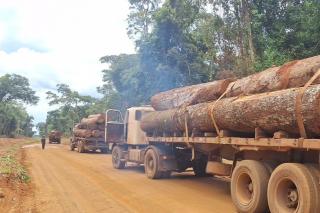 Polícia Militar apreende mais de 100m³ de madeira ilegal em Feliz Natal