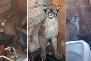 Cães ficam agitados e denunciam presença de onça-parda em lavanderia de residência de MT
