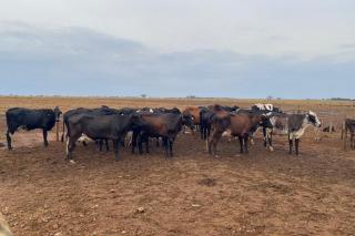 Melhoramento genético moderniza rebanhos leiteiros e aumenta produtividade da agricultura familiar em Mato Grosso