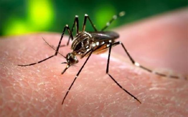 Anvisa autoriza produção de mosquitos em laboratório para combater dengue