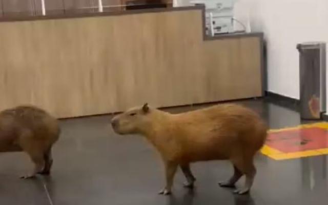Capivaras invadem recepção da Assembleia Legislativa de MT e surpreendem servidores; veja vídeo
