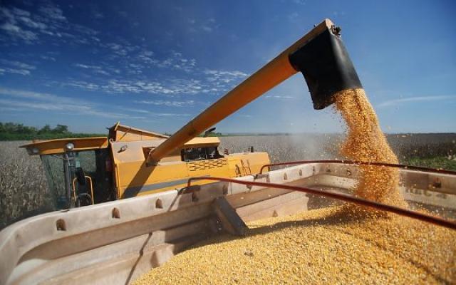 Mato Grosso colhe 99,10% do milho e projeta recorde de 57,39 milhões de toneladas