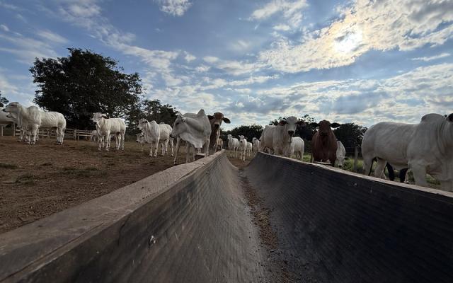 Confinamento em MT cresce 43% e deve atingir 1,33 milhão de animais em 2026, aponta Imea