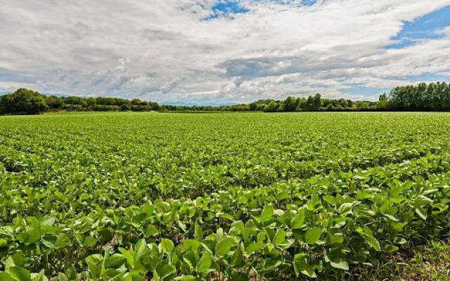 Custo da soja chega a R$ 8,1 mil por hectare e retorno deve cair 35% em MT