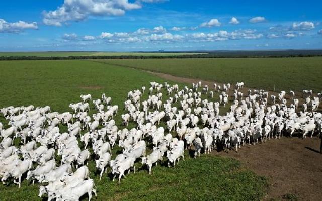 Pecuária de Mato Grosso lidera exportações da carne bovina brasileira