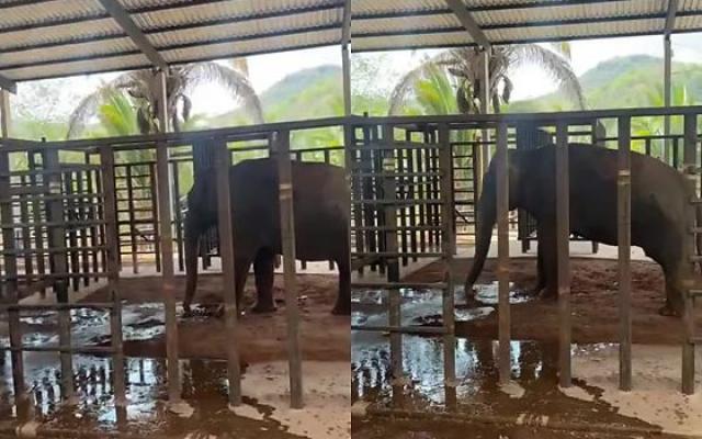 Elefante Sandro chega a santuário em MT após passar 40 anos preso em zoológico
