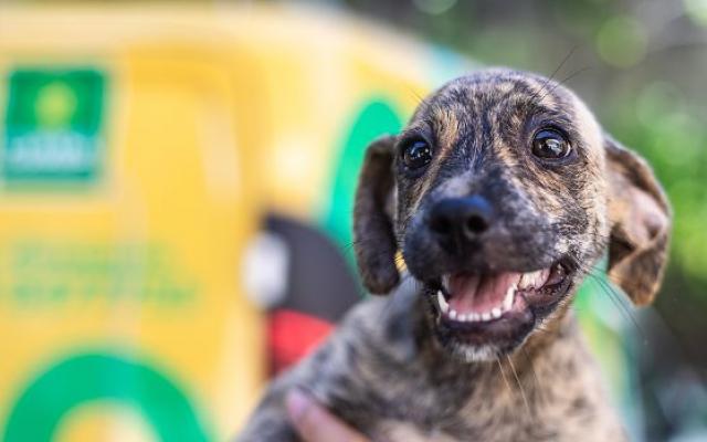 Campo Novo fixa multa de R$ 42,4 mil para quem for reincidente em abandono de animais