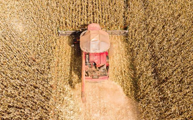 Mato Grosso lidera produção de grãos no Brasil e concentra 59,7% do gergelim nacional