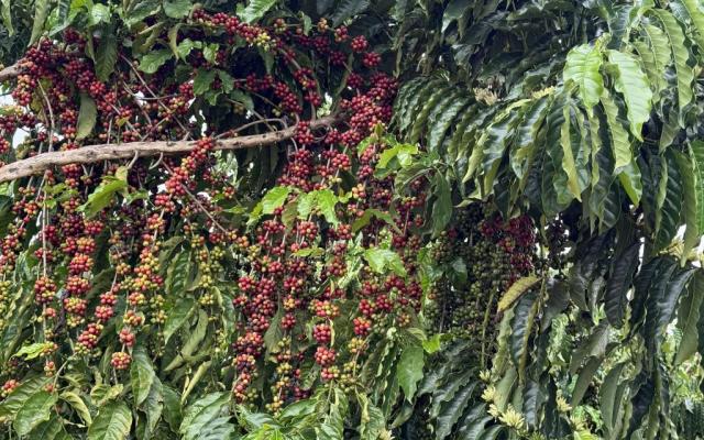 Concurso em Juína vai premiar os melhores cafés de Mato Grosso