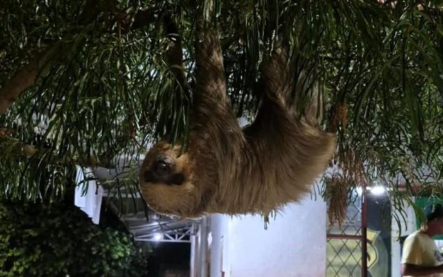 Corpo de Bombeiros resgata arara-vermelha e bicho-preguiça em Alta Floresta