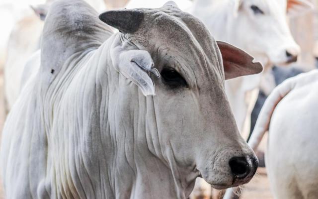 Indea inicia campanha de declaração de rebanhos neste domingo (1º) em MT