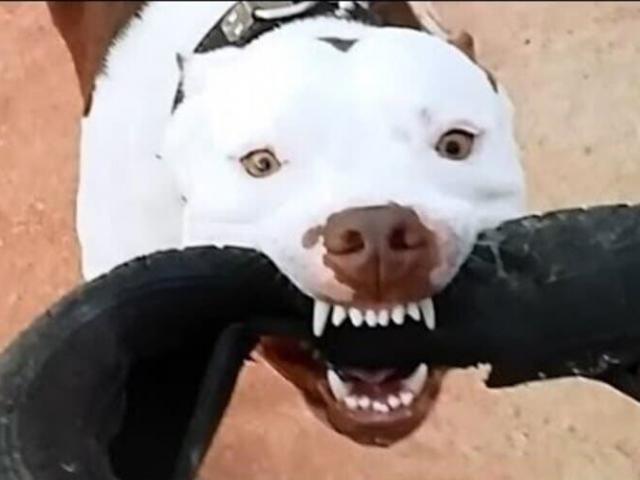 Ataque de pitbull deixa duas jovens feridas em MT