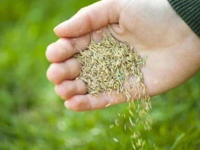 Justiça reconhece falha em sementes e garante indenização a produtor rural