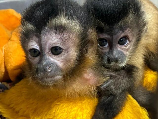 Sema reintegra filhote órfão de macaco-prego à vida livre em área de soltura