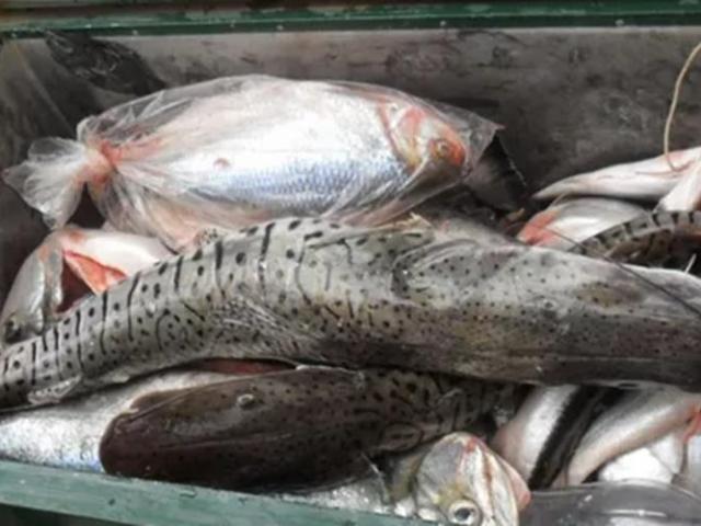 Comerciantes e pescadores profissionais devem entregar declaração de estoque pesqueiro até quarta-feira (4)