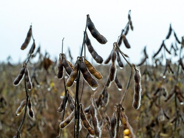 Justiça suspende cobranças contra grupo rural endividado em R$ 146 milhões em MT