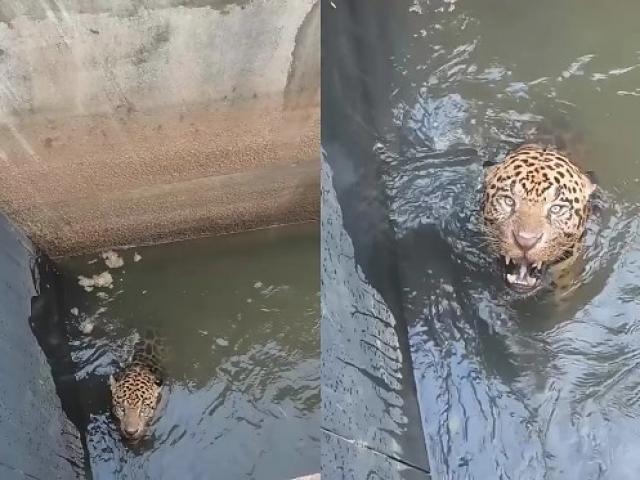 Onça-pintada é resgatada após cair em canal de usina em Juscimeira