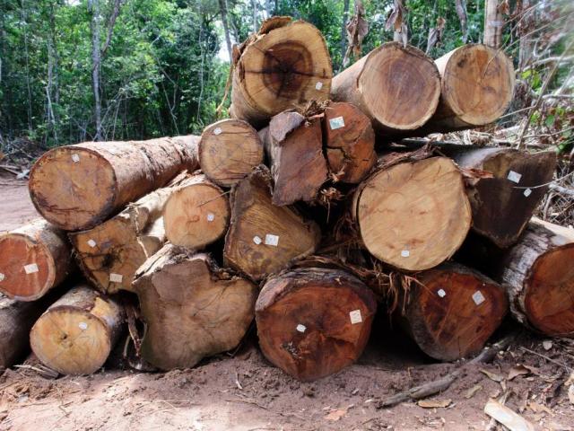 Período proibitivo de exploração florestal sustentável terminou nesta quarta-feira