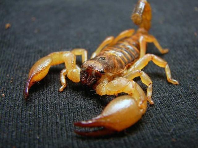 MT registra mais de 2 mil ataques de escorpiões; veja cidades com maior risco