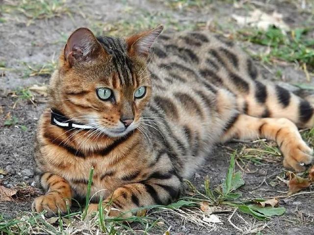 Gato bengal invade casa e ataca criança; Justiça fixa multa para dona em Rondonópolis