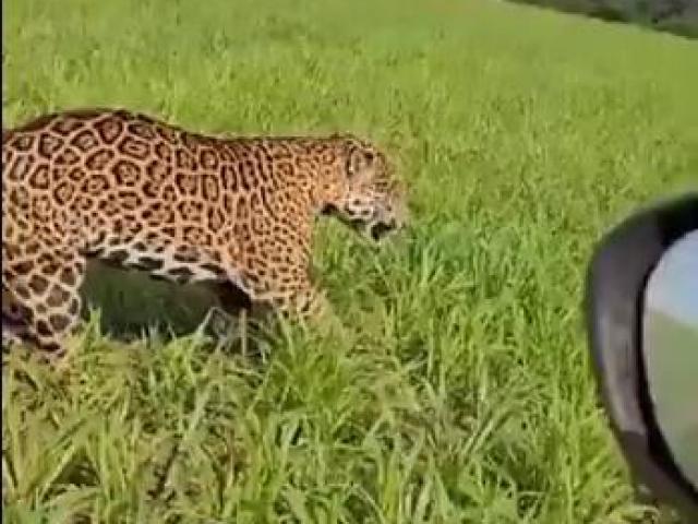 Onça-pintada “aposta corrida” com carro em lavoura e surpreende fazendeiro em MT; veja vídeo
