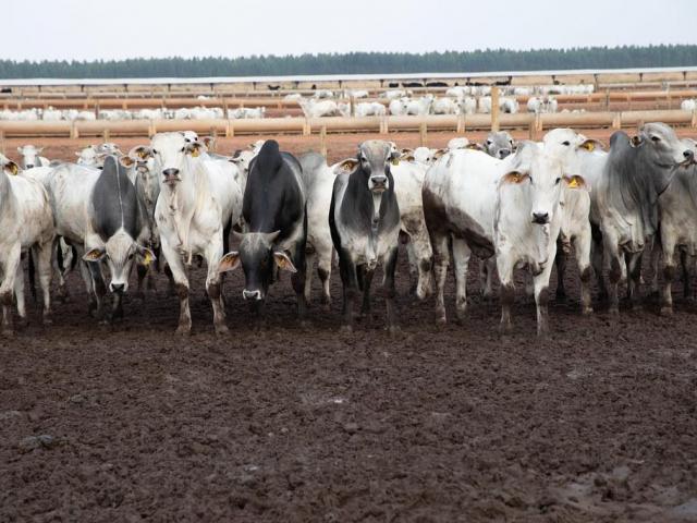 Principal destino da carne de MT, China reconhece Brasil como livre de febre aftosa