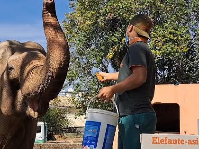 Elefante de 53 anos que vivia sozinho em zoológico de SP vai morar no Santuário em Chapada dos Guimarães