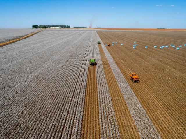 Mato Grosso lidera produção de algodão, soja e milho há décadas e reforça domínio na safra 2025/26