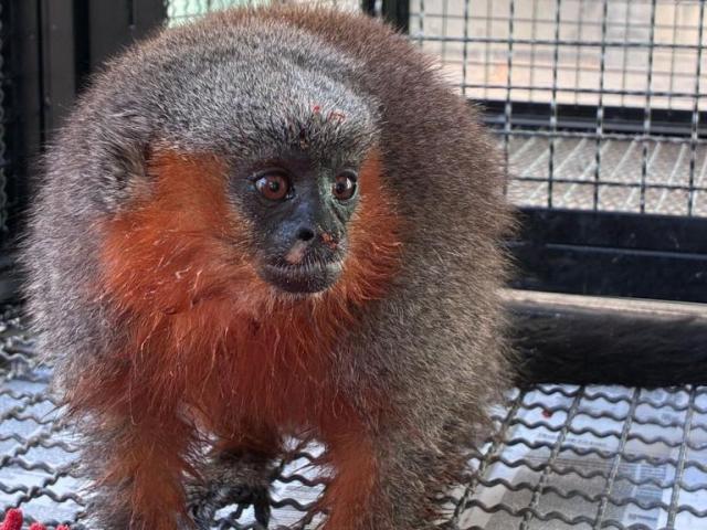 Macacos zogue-zogue recebem tratamento médico e são devolvidos à natureza em Alta Floresta