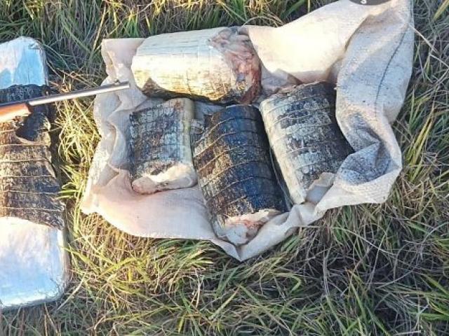 Sema apreende 17 quilos de carne de jacaré e aplica multa de R$ 14,2 mil em Poconé