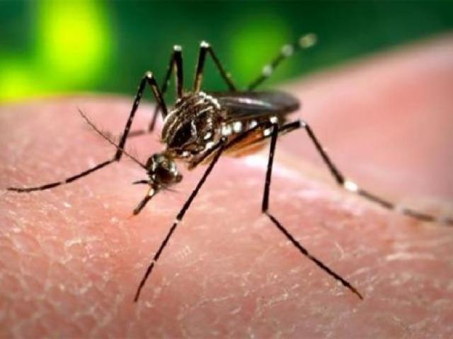 Anvisa autoriza produção de mosquitos em laboratório para combater dengue