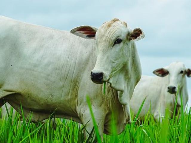 Pecuária de MT bate recorde e chega a 45% dos bovinos abatidos com até 24 meses
