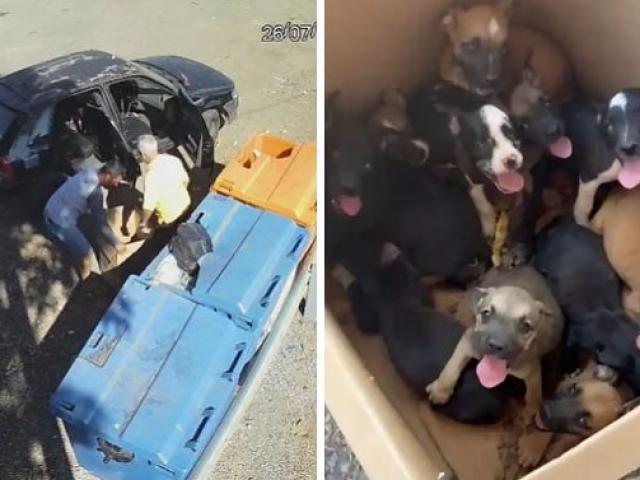 Homem abandona 11 filhotes de cachorro em rodovia, é rastreado por câmeras e acaba preso; vídeo