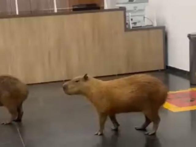 Capivaras invadem recepção da Assembleia Legislativa de MT e surpreendem servidores; veja vídeo