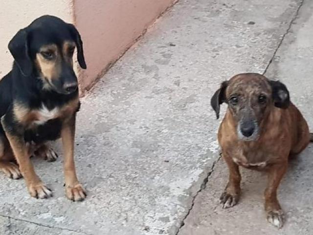 Lei proíbe condenados por maus-tratos a animais de ocuparem cargos públicos em Lucas do Rio Verde