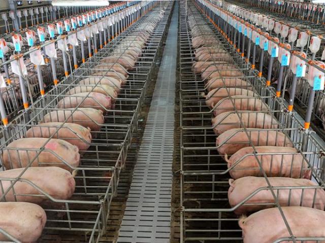 Cargill apresenta plataforma integrada de micronutrição e saúde animal