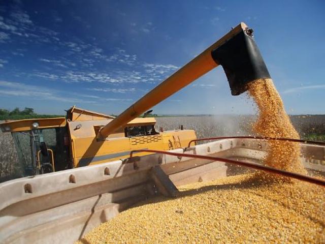Mato Grosso colhe 99,10% do milho e projeta recorde de 57,39 milhões de toneladas
