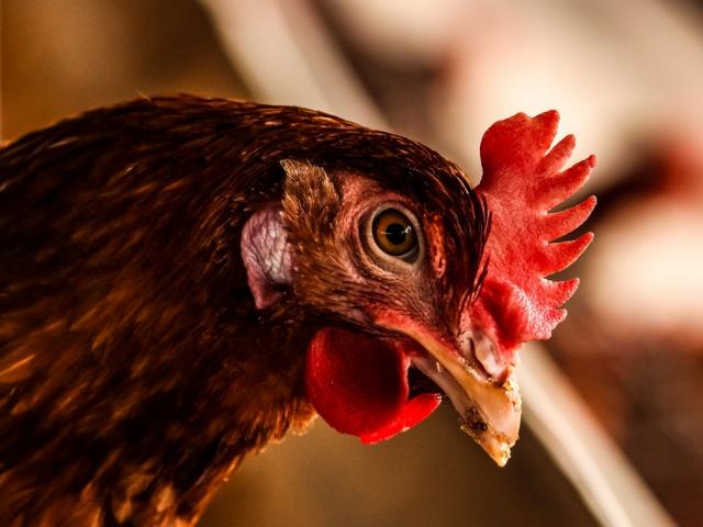 Criação de galinha caipira ganha escala com manejo correto e gera renda