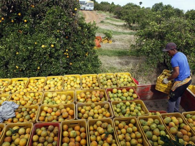 Conab está autorizada a realizar leilões de apoio ao escoamento de laranja