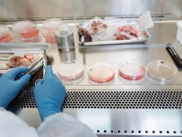 China aposta em carne de laboratório para reduzir dependência de importação