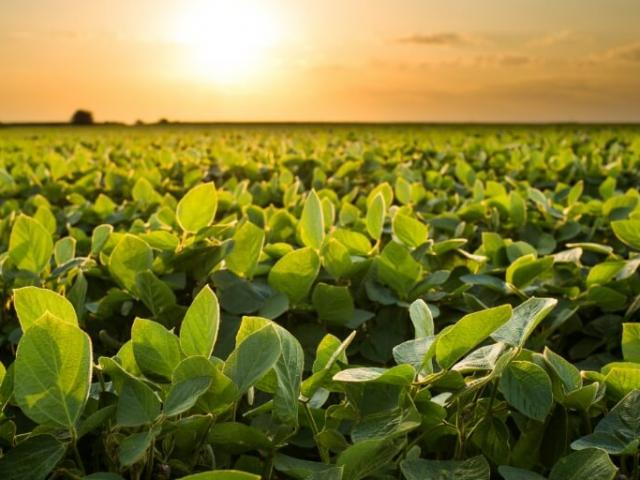 Clima favorece colheita e qualidade na safra 2025/26