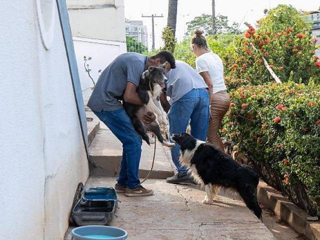 Oito cachorros são resgatados em situação grave em canil clandestino; 1 não resiste e morre